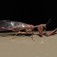 Mantispidae (family) at Acton, ACT - 4 Feb 2022 11:31 AM