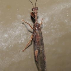 Mantispidae (family) at Acton, ACT - 4 Feb 2022 11:31 AM