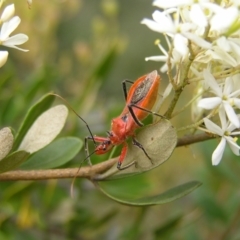 Gminatus australis (Orange assassin bug) at Kambah, ACT - 6 Feb 2022 by MatthewFrawley