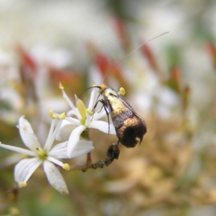 Nemophora sparsella (An Adelid Moth) at Mount Taylor - 6 Feb 2022 by MatthewFrawley