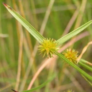 Cyperus sphaeroideus at Kambah, ACT - 6 Feb 2022