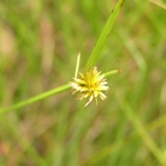 Cyperus sphaeroideus at Kambah, ACT - 6 Feb 2022