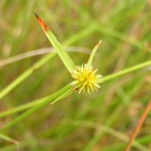 Cyperus sphaeroideus at Kambah, ACT - 6 Feb 2022 12:36 PM