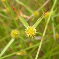 Cyperus sphaeroideus at Kambah, ACT - 6 Feb 2022