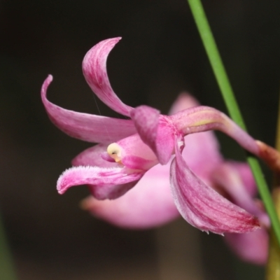 Dipodium roseum (Rosy Hyacinth Orchid) at Tidbinbilla Nature Reserve - 8 Feb 2022 by TimL