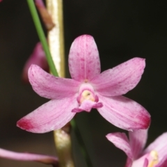 Dipodium roseum at Paddys River, ACT - suppressed