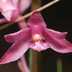 Dipodium roseum at Paddys River, ACT - 8 Feb 2022