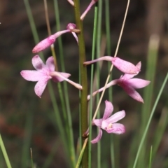 Dipodium roseum at Paddys River, ACT - suppressed