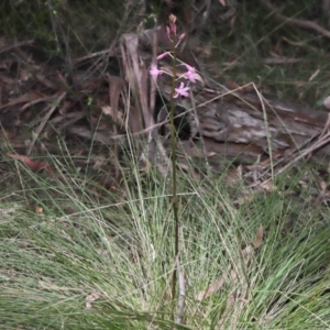 Dipodium roseum at Paddys River, ACT - suppressed