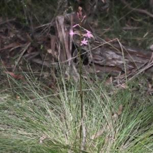 Dipodium roseum at Paddys River, ACT - 8 Feb 2022