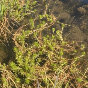 Myriophyllum sp. at Crackenback, NSW - 22 Jan 2022 03:25 PM