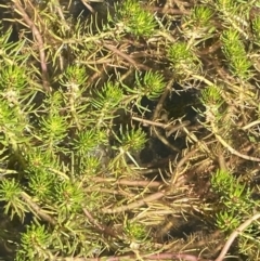 Myriophyllum sp. at Crackenback, NSW - 22 Jan 2022 03:25 PM