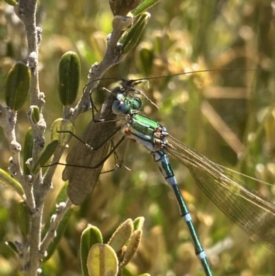 Austrolestes cingulatus (Metallic Ringtail) at Kosciuszko National Park - 22 Jan 2022 by NedJohnston