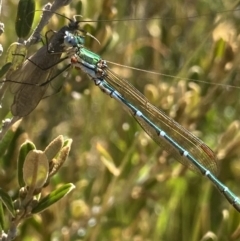 Austrolestes cingulatus at Kosciuszko National Park - 22 Jan 2022 03:30 PM