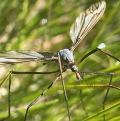 Leptotarsus (Leptotarsus) sp.(genus) (A Crane Fly) at Crackenback, NSW - 22 Jan 2022 by NedJohnston