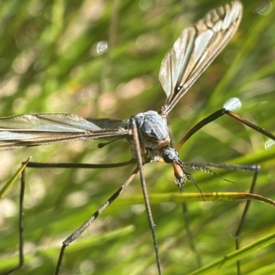 Leptotarsus (Leptotarsus) sp.(genus) (A Crane Fly) at Crackenback, NSW - 22 Jan 2022 by NedJohnston