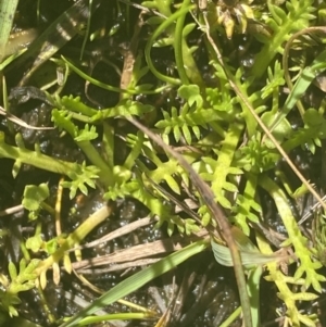 Cotula alpina at Crackenback, NSW - 22 Jan 2022