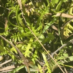 Cotula alpina at Crackenback, NSW - 22 Jan 2022 03:23 PM