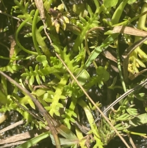 Cotula alpina at Crackenback, NSW - 22 Jan 2022