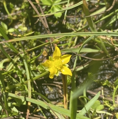 Ranunculus pimpinellifolius (Bog Buttercup) at Crackenback, NSW - 22 Jan 2022 by NedJohnston
