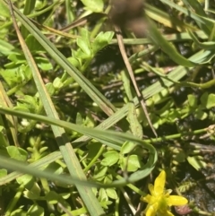 Ranunculus pimpinellifolius at Crackenback, NSW - 22 Jan 2022