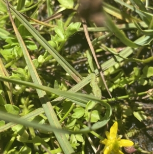 Ranunculus pimpinellifolius at Crackenback, NSW - 22 Jan 2022