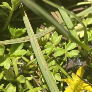 Ranunculus pimpinellifolius at Crackenback, NSW - 22 Jan 2022