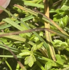 Ranunculus pimpinellifolius at Crackenback, NSW - 22 Jan 2022