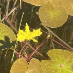 Nymphoides sp. (A Marshwort) at Crackenback, NSW - 22 Jan 2022 by Ned_Johnston