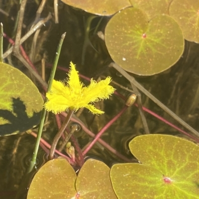 Nymphoides sp. (A Marshwort) at Crackenback, NSW - 22 Jan 2022 by Ned_Johnston