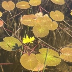 Nymphoides sp. at Crackenback, NSW - 22 Jan 2022