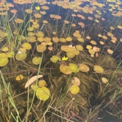 Nymphoides sp. at Crackenback, NSW - 22 Jan 2022