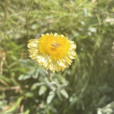 Coronidium monticola (Mountain Button Everlasting) at Kosciuszko National Park - 22 Jan 2022 by Ned_Johnston