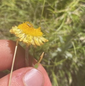 Coronidium monticola at Crackenback, NSW - 22 Jan 2022