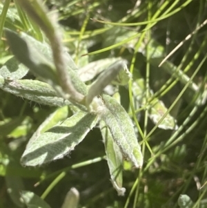 Coronidium monticola at Crackenback, NSW - 22 Jan 2022