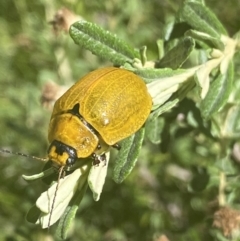 Paropsisterna cloelia (Eucalyptus variegated beetle) at Kosciuszko National Park - 22 Jan 2022 by Ned_Johnston