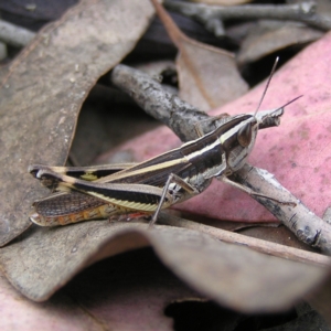 Macrotona australis at Kambah, ACT - 6 Feb 2022 12:41 PM