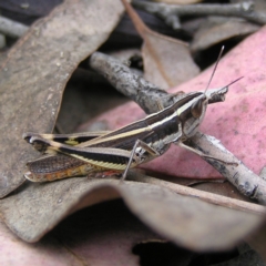 Macrotona australis (Common Macrotona Grasshopper) at Mount Taylor - 6 Feb 2022 by MatthewFrawley