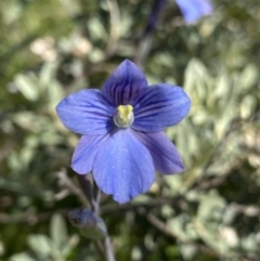 Thelymitra cyanea (Veined Sun Orchid) at Crackenback, NSW - 22 Jan 2022 by NedJohnston