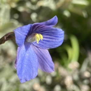 Thelymitra cyanea at Crackenback, NSW - 22 Jan 2022