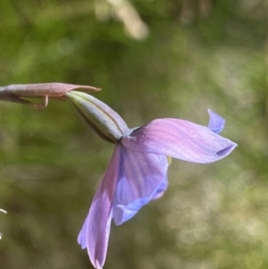 Thelymitra cyanea at Crackenback, NSW - 22 Jan 2022