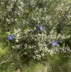 Thelymitra cyanea at Crackenback, NSW - 22 Jan 2022