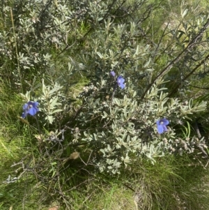 Thelymitra cyanea at Crackenback, NSW - 22 Jan 2022