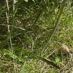 Thelymitra cyanea at Crackenback, NSW - 22 Jan 2022