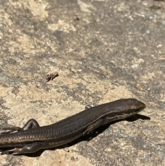 Pseudemoia entrecasteauxii (Woodland Tussock-skink) at Kosciuszko National Park - 22 Jan 2022 by Ned_Johnston