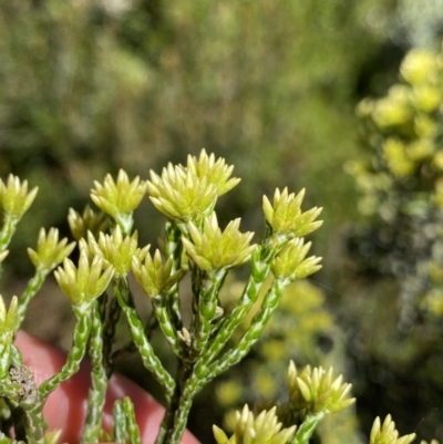 Ozothamnus cupressoides (Kerosine Bush) at Crackenback, NSW - 22 Jan 2022 by Ned_Johnston