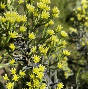 Ozothamnus cupressoides at Crackenback, NSW - 22 Jan 2022 03:11 PM