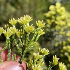 Ozothamnus cupressoides at Crackenback, NSW - 22 Jan 2022