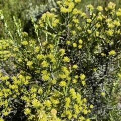 Ozothamnus cupressoides at Crackenback, NSW - 22 Jan 2022 03:11 PM