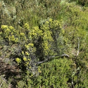 Ozothamnus cupressoides at Crackenback, NSW - 22 Jan 2022
